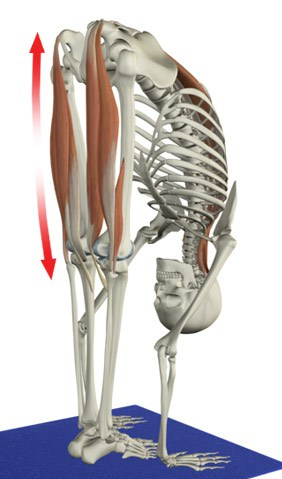 muscle_spindle_3_hams_spinae_utt.jpg