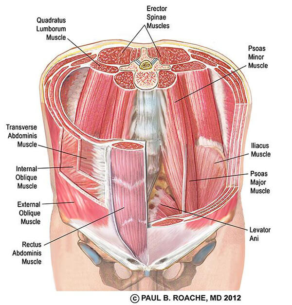 Core anatomy